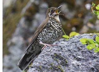 The Himalayan Forest Thrush calls out in musical notes.— Photo: Craig Brelsford