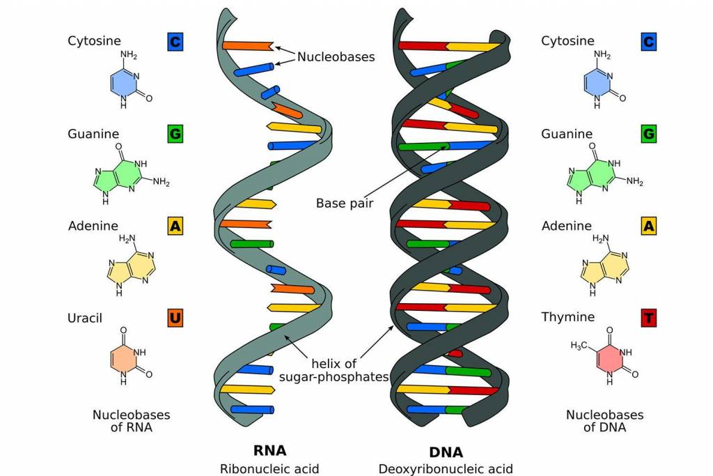 Biotechnology - Basics of Cell, Nucleus, Chromosomes, DNA, RNA, Genes ...
