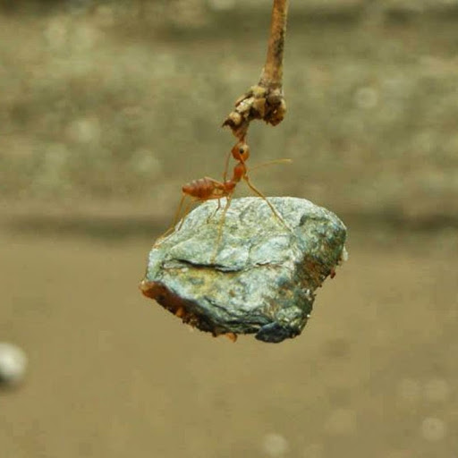 SATYA GHODKE (Thalaiva) Avatar