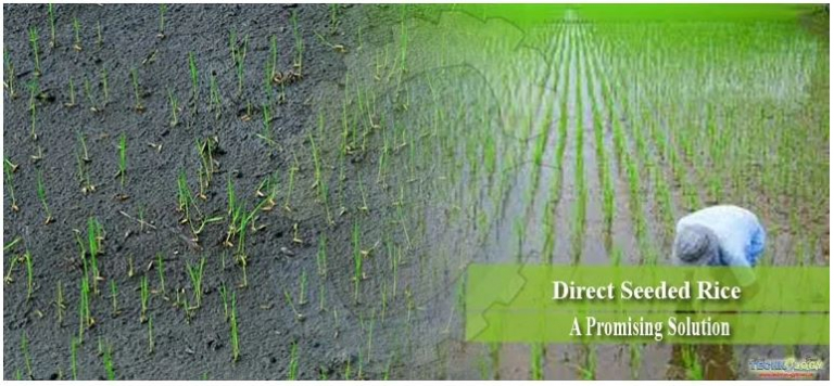 What is ‘Direct Seeding of Rice’ (DSR)? - Civilsdaily