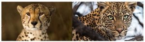 [pib] Leopard Population in India – Civilsdaily