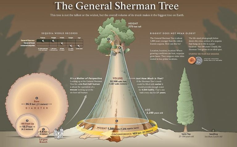 General Sherman World s Largest Tree Civilsdaily general-sherman-world-s-largest-tree-civilsdaily
