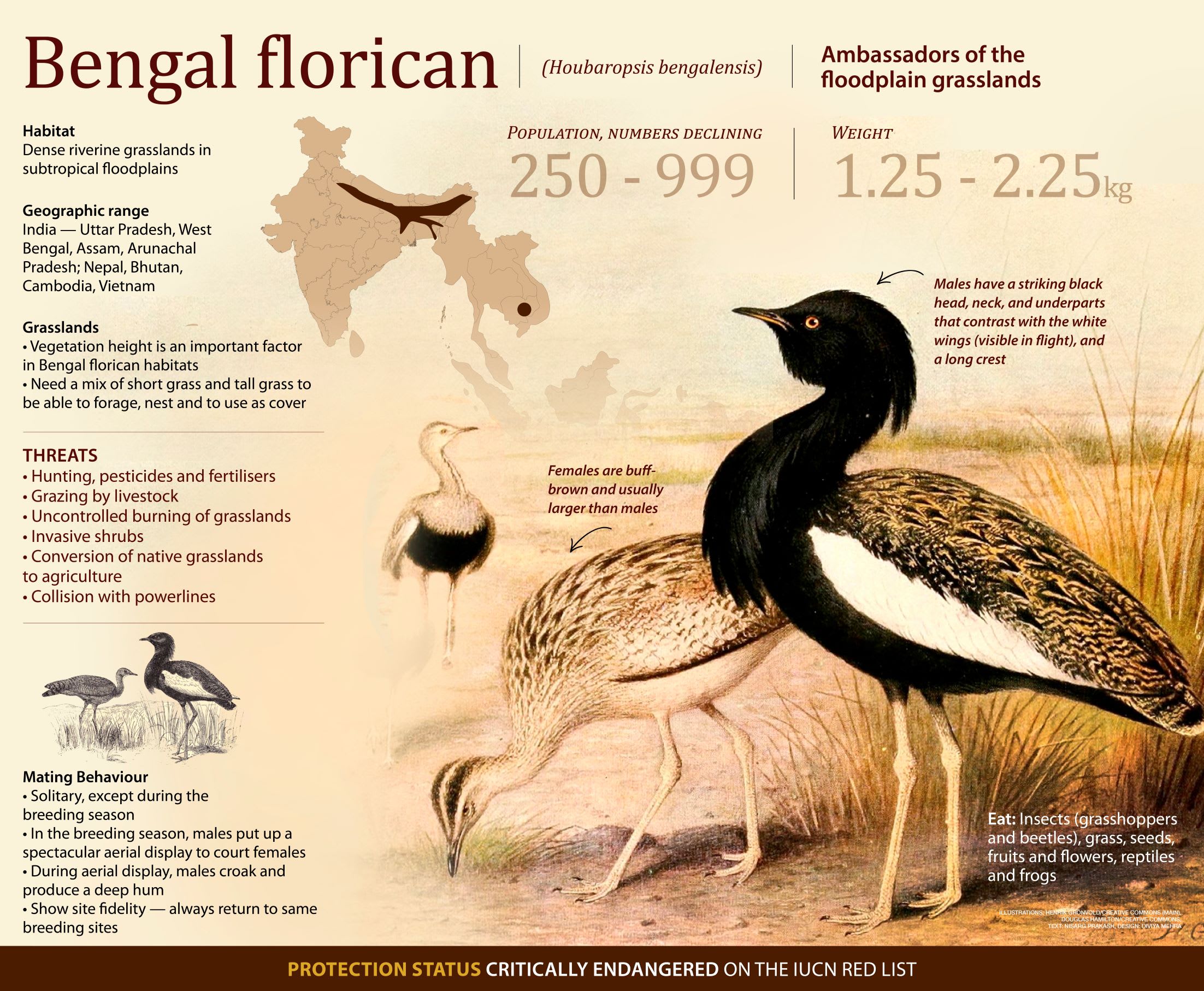 Bengal Florican EMPOWER IAS Empower IAS Bengal Florican EMPOWER IAS Empower IAS