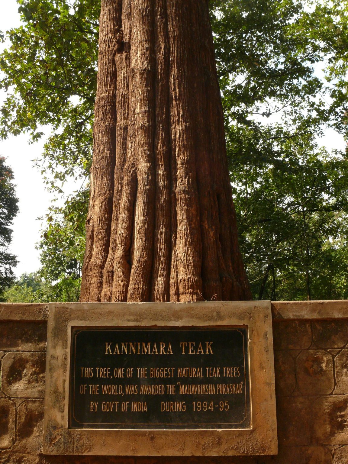 Species in news Kannimara Teak Civilsdaily