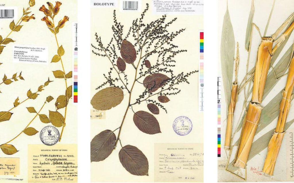 Indian Virtual Herbarium, biggest database of country’s flora, is a
