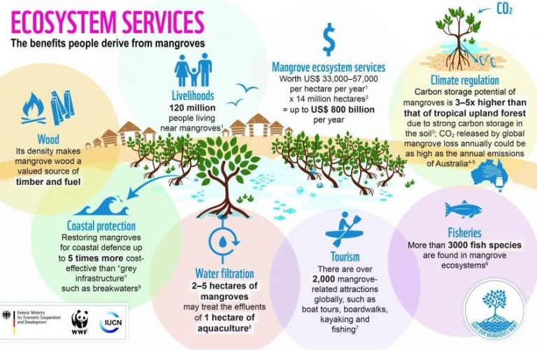 mangrove-alliance-for-climate-mac-launched-at-cop27-civilsdaily