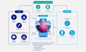 What are ‘Bio-Computers’ and what can they tell us about the human ...