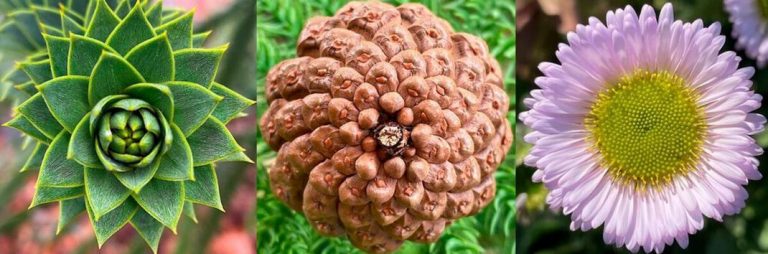 Fibonacci Spirals in Plants and Fossil Discoveries - Civilsdaily