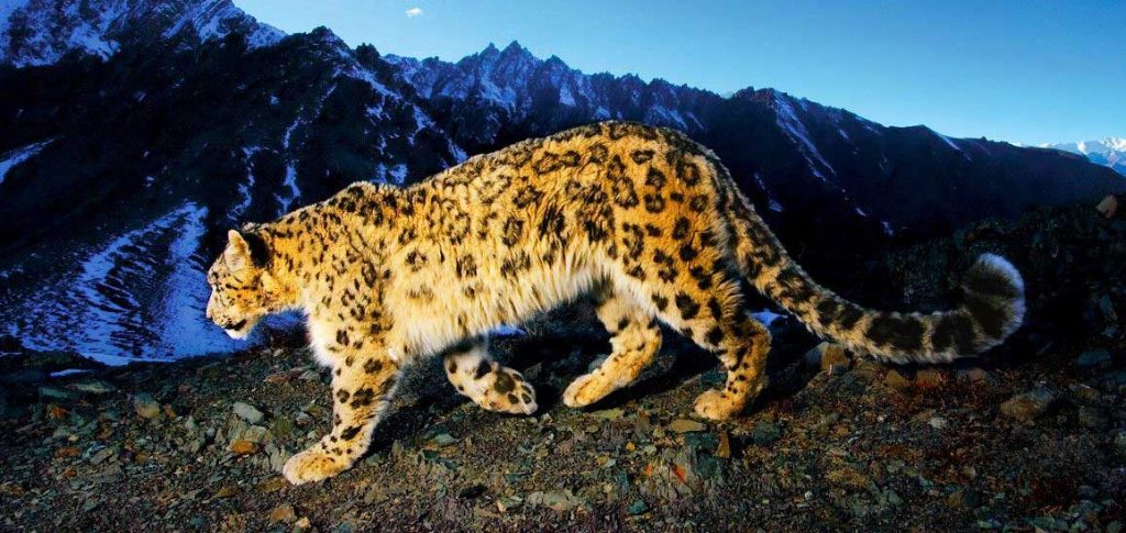 Kyrgyzstan declares Snow Leopard as National Symbol