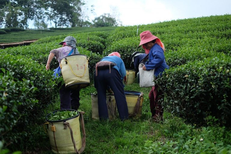 Challenges in India’s Tea Industry: A Call for Introspection and ...