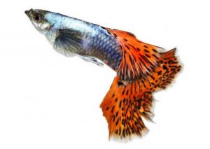 NGT issues notice to Centre on use of invasive fish species for ...