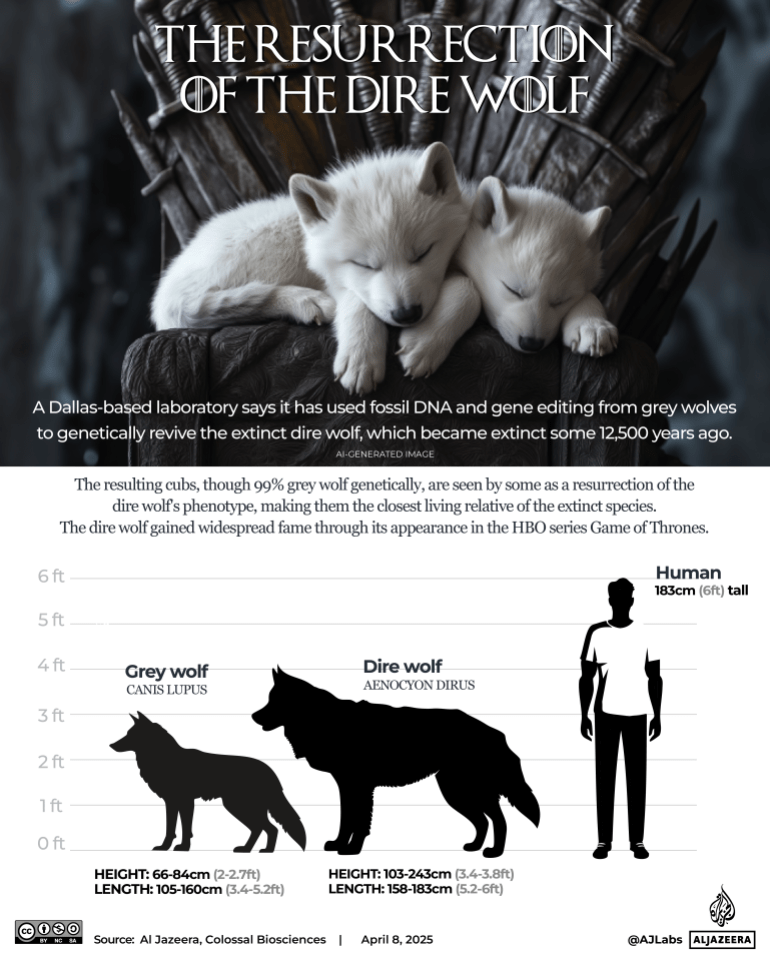 Dire Wolf Compared To Modern Wolf