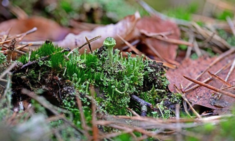 lichen