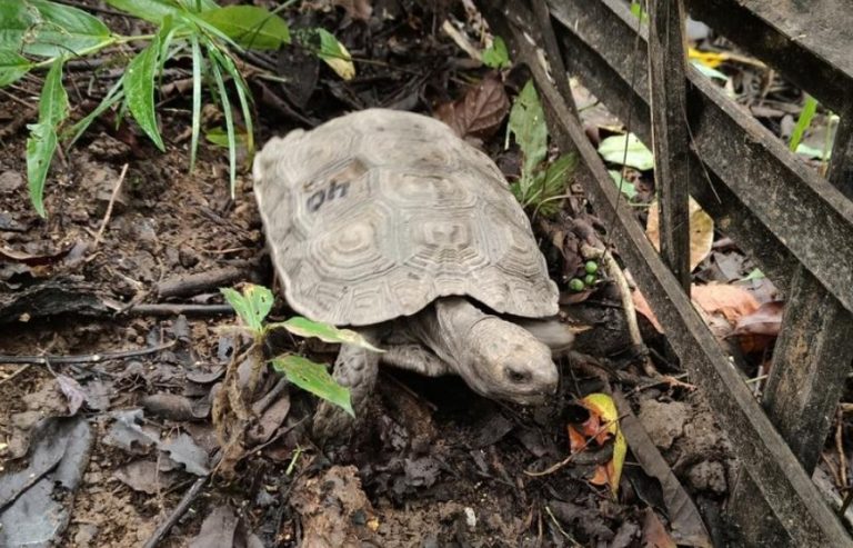 Asian Giant Tortoise reintroduced in Nagaland – Civilsdaily