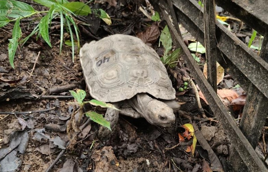 Asian Giant Tortoise reintroduced in Nagaland