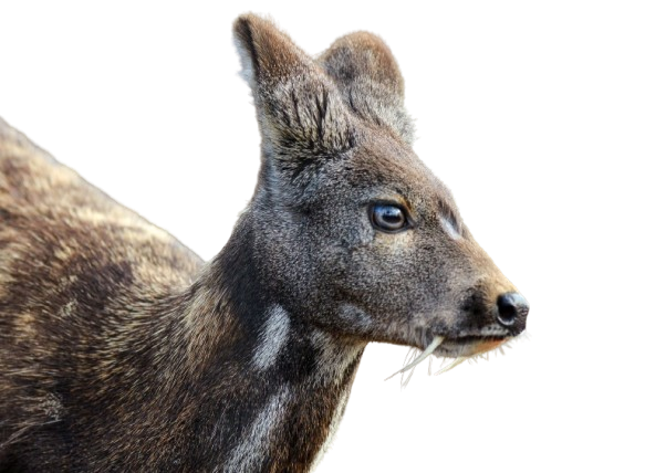 Species in news: Alpine Musk Deer