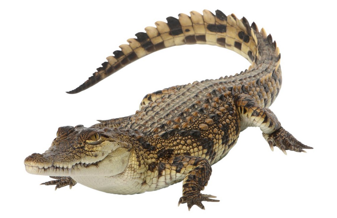 Saltwater Crocodile Population Survey in Sundarbans