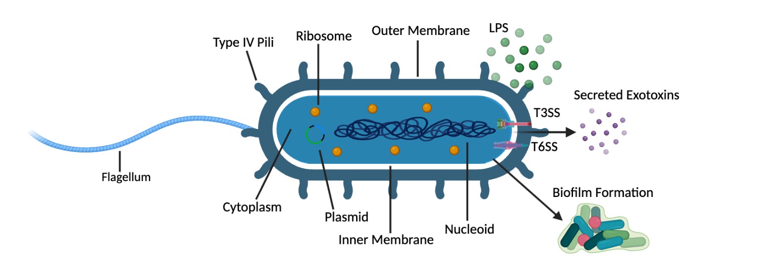 Bistability in Pseudomonas aeruginosa and the glpD Gene 