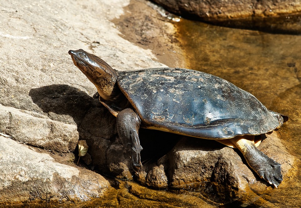 Specie in news: Indian flapshell turtle (Lissemys punctata)