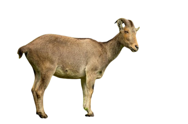 Population Census of Nilgiri Tahrs  