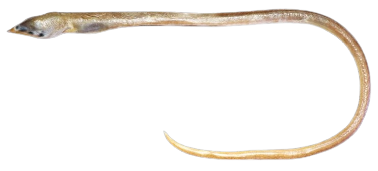 New species of finless Snake Eel named after Kanniyakumari