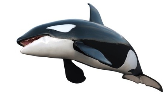 Why are Killer Whales offering fresh prey to humans?