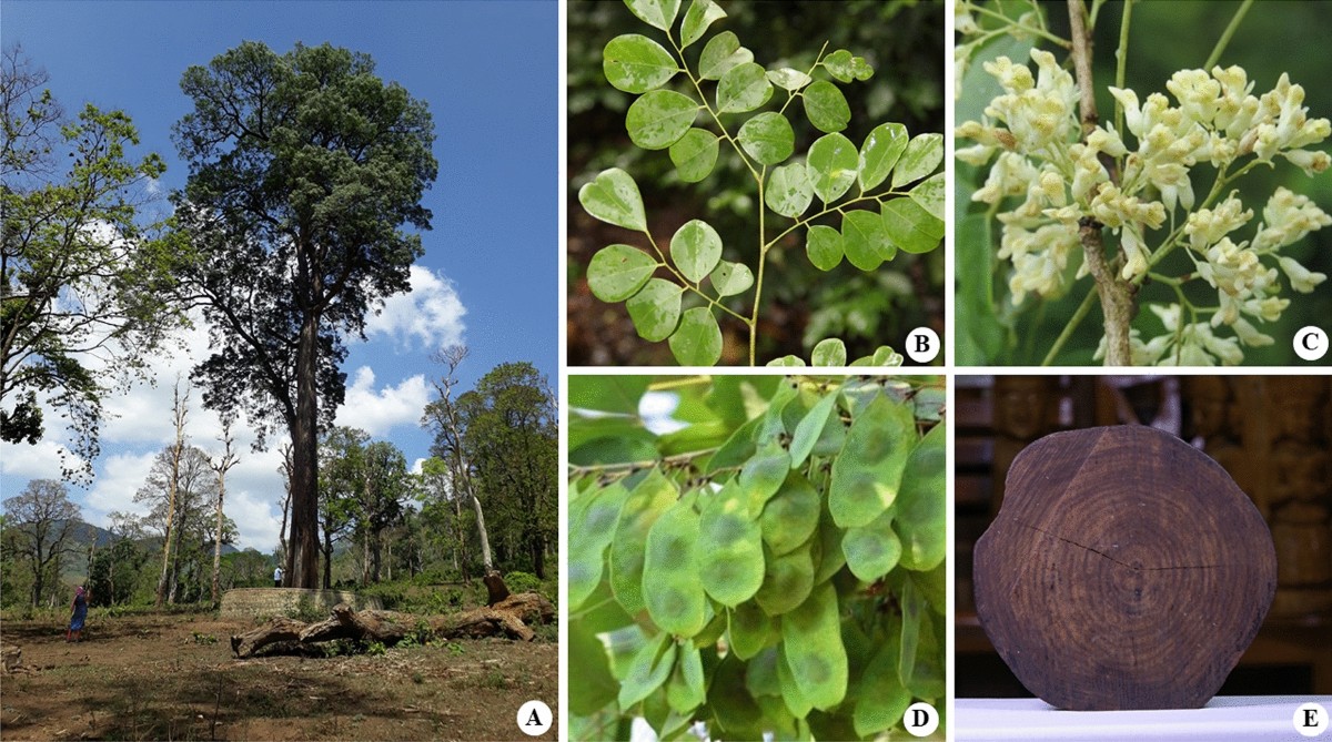 Species: Indian Rosewood (Dalbergia latifolia)