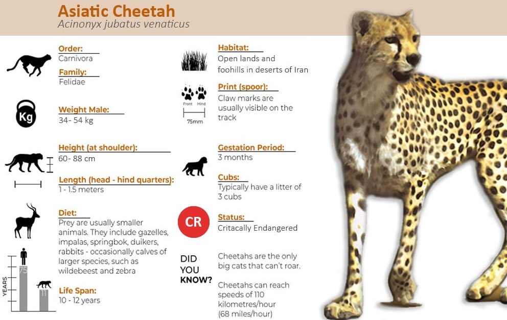 Nauradehi WLS to become 3rd home for Cheetahs in Madhya Pradesh