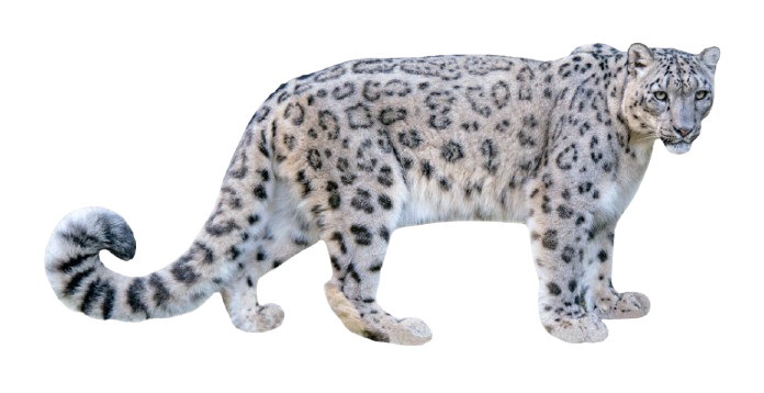 Snow Leopards are the world’s least genetically diverse Big Cat