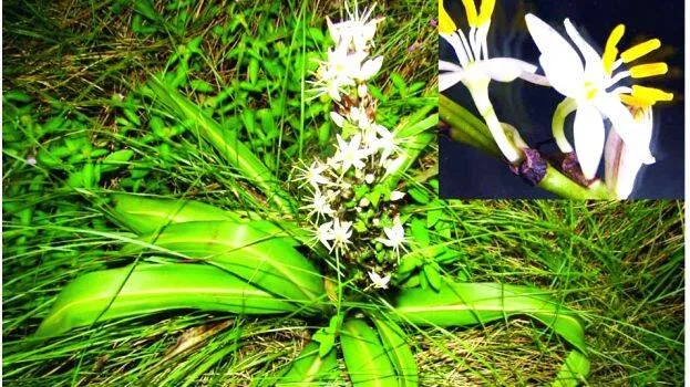 Chlorophytum vanapushpam