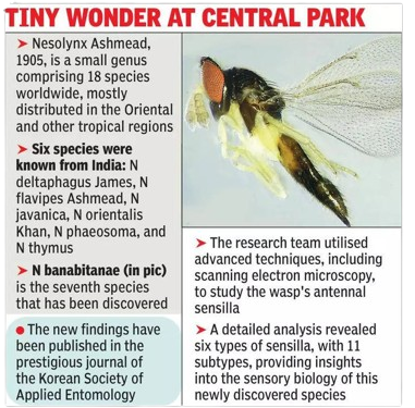 Nesolynx banabitanae new wasp discovered in West Bengal