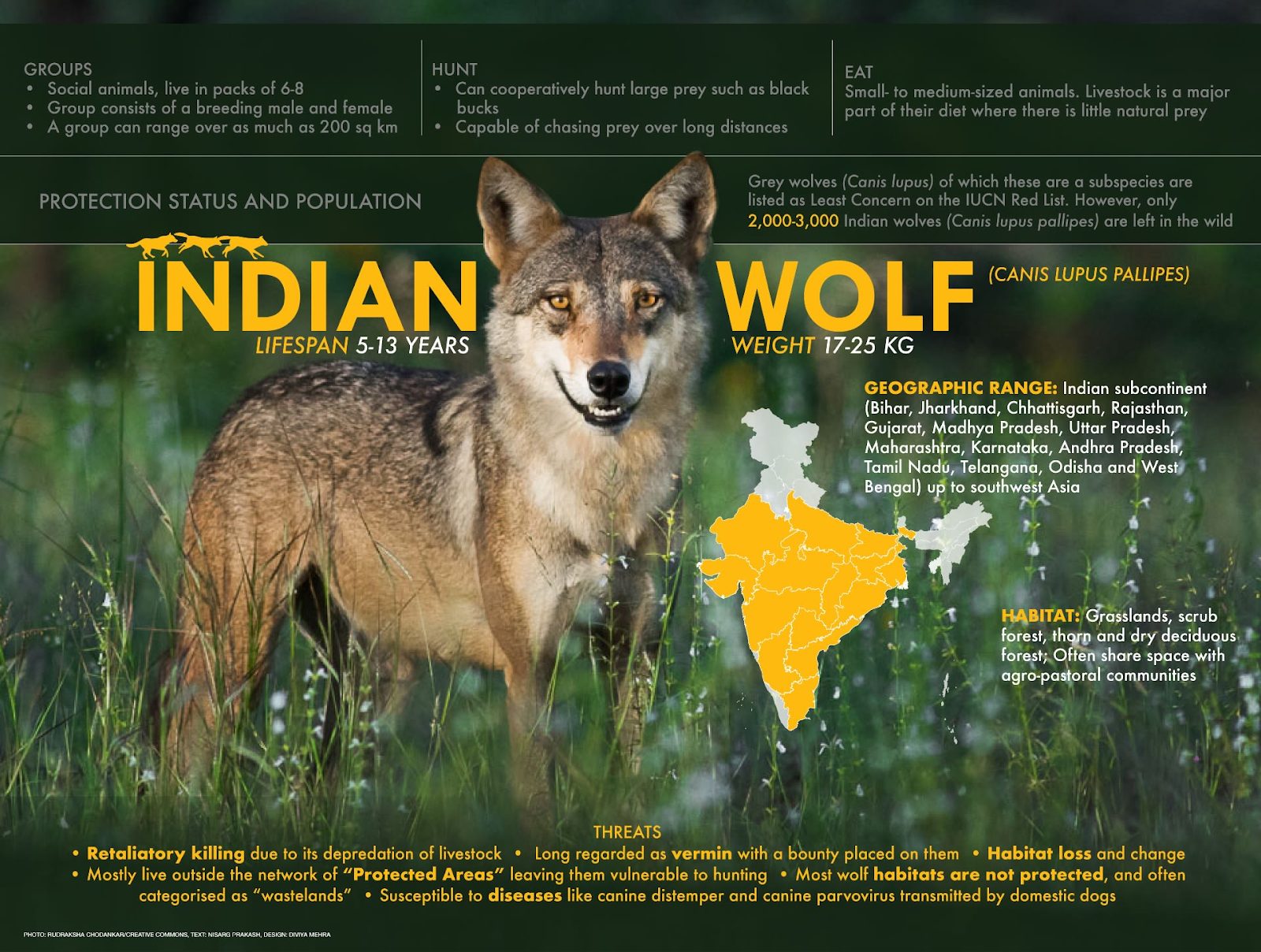 Indian wolf (Canis lupus pallipes) to be classified as new species by IUCN