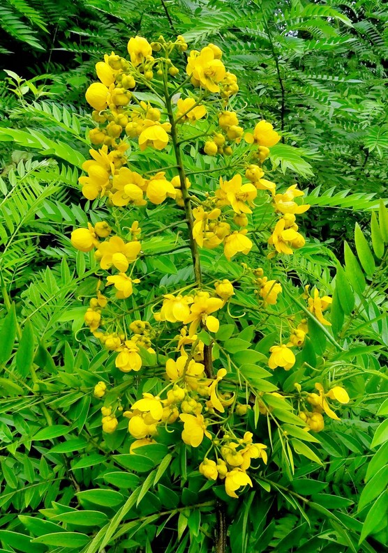 Senna spectabilis removed from 1,963 hectares of land in Mudumalai TR