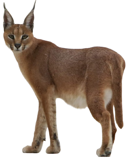 Asiatic Caracal spotted at Ramgarh in Rajasthan's Jaisalmer