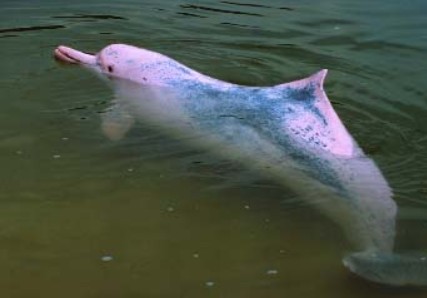 Researchers to study rare Dolphin-Fisher kinship in Ashtamudi Lake