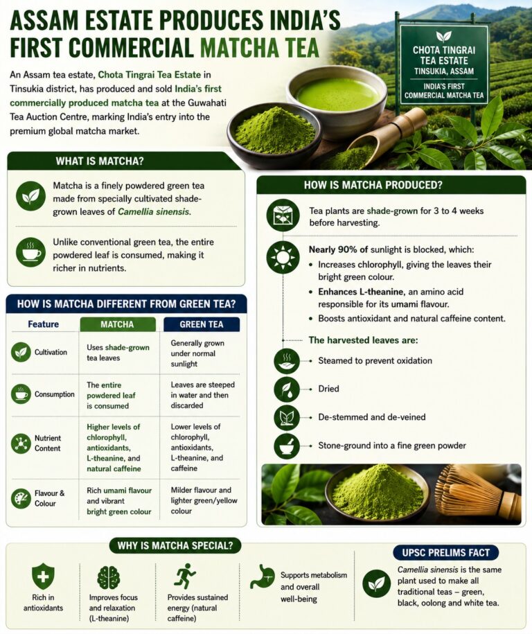 Matcha Tea: India’s First Commercially Produced Matcha – Civilsdaily